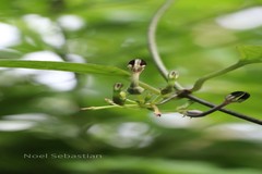 Ceropegia maculata